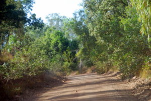 Track into Cooinda.