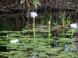 Water lilies
