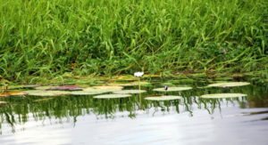 Water pads