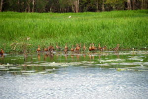 Whistling ducks