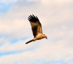Whistling kite