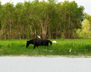 Wild horse with insect eating egret.