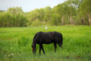 Wild horse with insect eating egret.