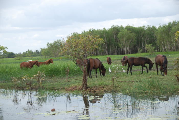 Wild horses at Yellow Water.