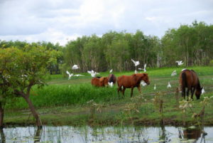 Wild horses and egrets.