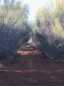 Very overgrown track.