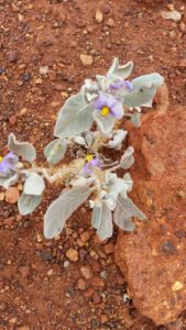 Flannel Bush (Solanum lasiophyllum)