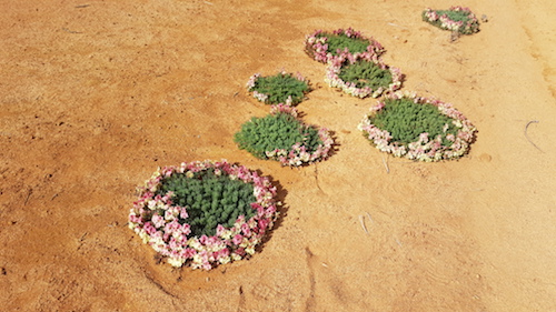 Wreath Flowers (Lechenaultia macrantha).
