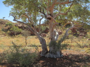 On the Upper Carawine Gorge track.