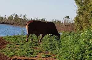 The gorge is on Warrawagine cattle station.