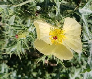 Prickly beauty - Argemone mexicana or Mexican poppy is an introduced weed.
