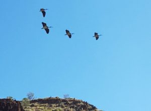 Ibis on the wing.