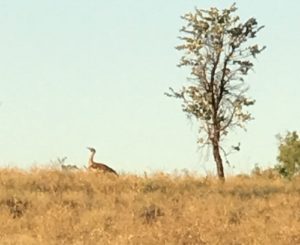 Australian bustard