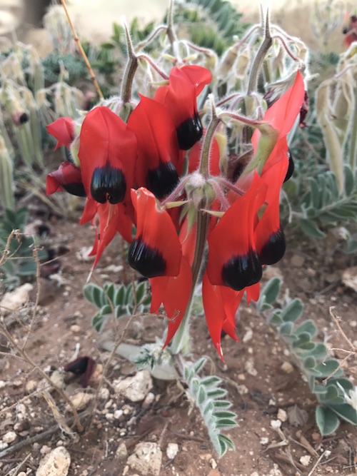 Desert Pea