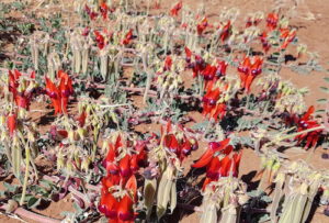 Sturts Desert Pea (Swainsona Formosa).