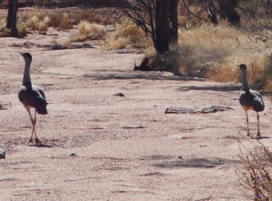 Bustards on the Ashburton Downs Road.