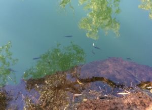Small unidentified fish in the waterhole.