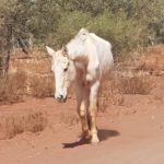 Near Ashburton Downs homestead.