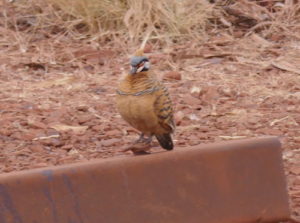 Spinifex Pigeon