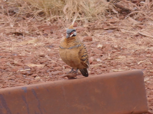 Spinifex Pigeon
