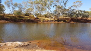 Cattle Pool