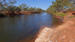 Cattle Pool