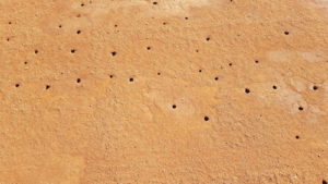 Dawson burrowing bees holes.