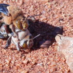 Dawson burrowing bees mating.