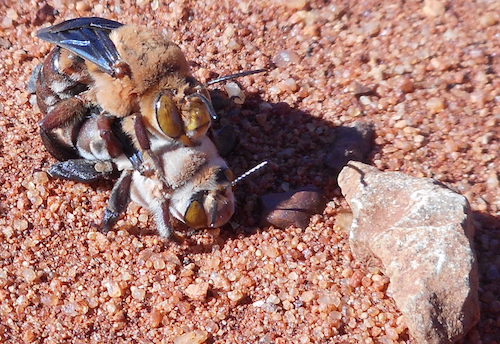 Dawson burrowing bees mating.