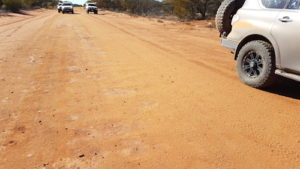 We came across this nest of Dawson's burrowing bees a few kilometres along the Mount Augustus Road.