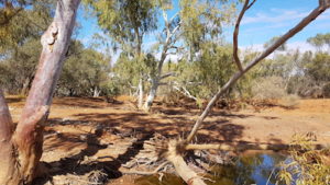 Looking down the Gascoyne River.