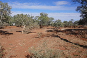 Looking up the Gascoyne River.