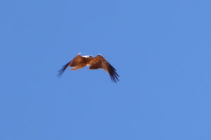 Young buzzard