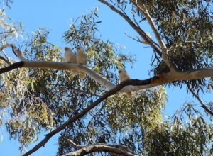 Little Corellas
