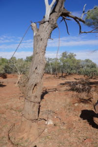 Anchor tree for the flying fox used to get the mail across the river.