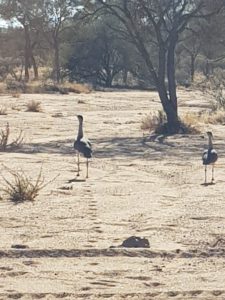 Australian bustards seen on the drive around Mount Augustus.