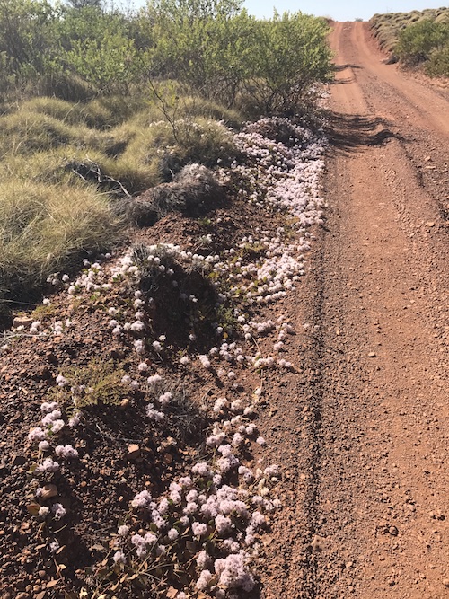 A different Mulla Mulla lines the track to Running Waters. This Mat Mulla Mulla (Ptilotus axillaris) is a very common creeping plant in the Pilbara.