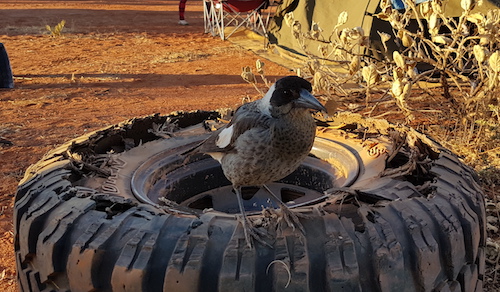 This young magpie totally destroyed Eugene's tyre.