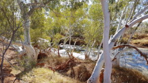 River Redgum