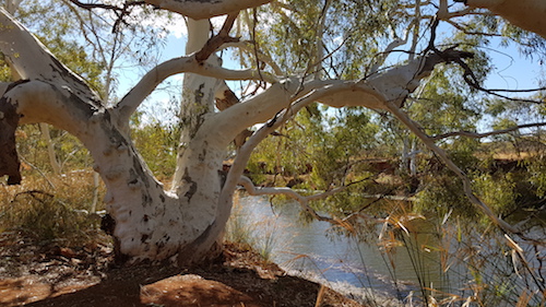 River Redgum