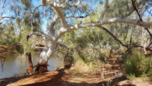 River Redgum