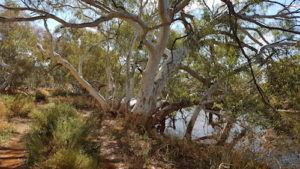 River Redgum