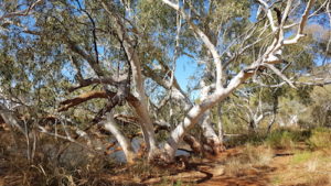 River Redgum