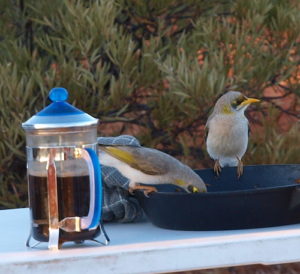 Juvenile honeyeaters.
