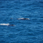 Whales in the Great Australian Bight south of Nullarbor Roadhouse.