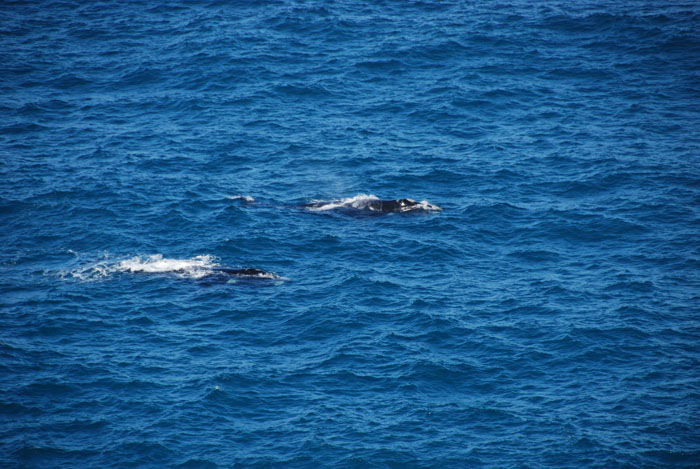 Whales in the Great Australian Bight south of Nullarbor Roadhouse.