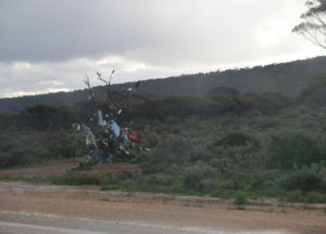 Another oddment tree along the long stretch of the lonely Eyre Highway.