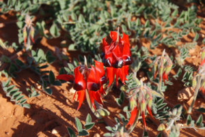Sturts Desert Pea (Swainsona formosa).