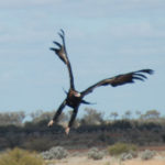 The magnificent Wedgetail Eagle beautifully captured as it takes off.