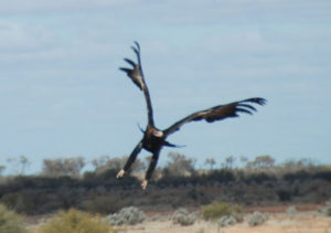 The magnificent Wedgetail Eagle beautifully captured as it takes off.